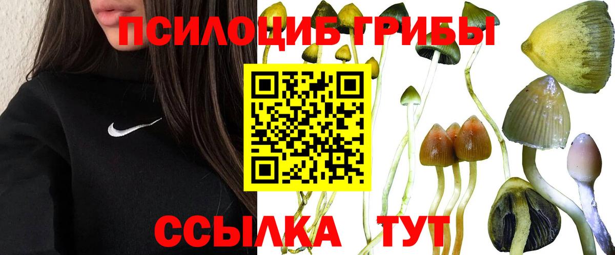Псилоцибиновые грибы Psilocybe Новозыбков